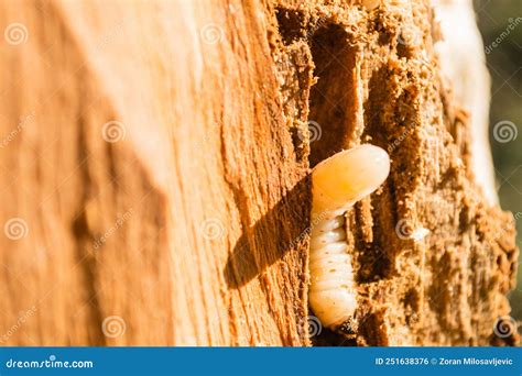 June beetle larva in trees stock photo. Image of little - 251638376