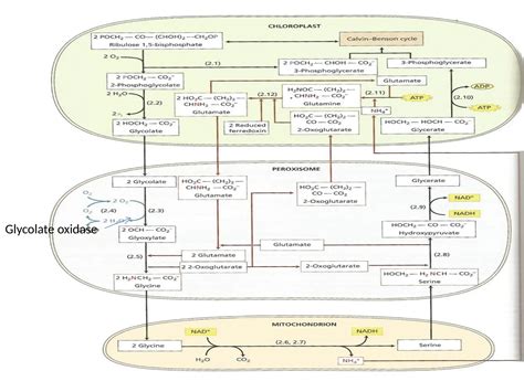 Image result for Basic Photosynthesis
