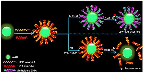 Applications of Graphene Quantum Dots in Biomedical Sensors