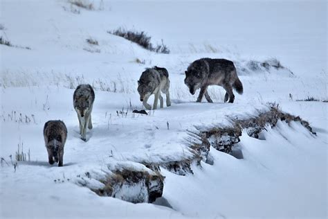 Where to See Wolves in Yellowstone National Park