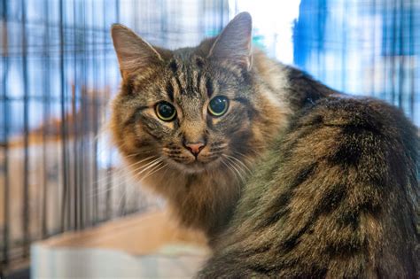 Westfield Homeless Cat Project