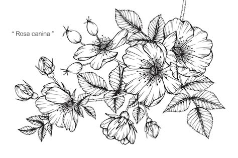 Rose flower drawing illustration | Premium Vector