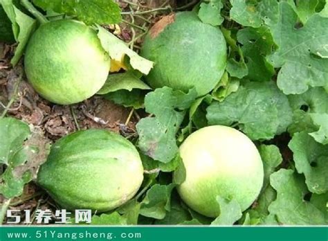 Gua Lou Ren - 瓜蒌仁 - Trichosanthes Seed – Treasure of the East