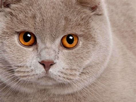 BKH Katze Lilac 10 Monate in Brakel | Tiere | Kleinanzeigen