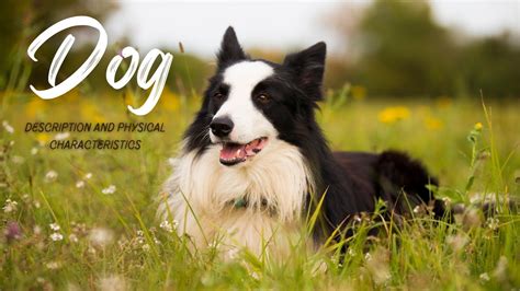 Information About Dogs 的图像结果