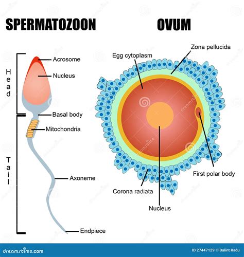 Structure Of Human Gametes : Egg And Sperm Royalty-Free Illustration | CartoonDealer.com #27447129
