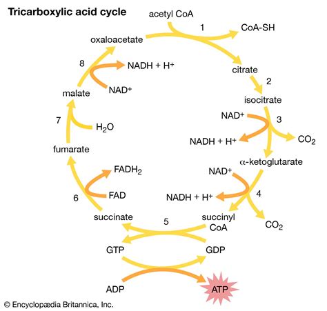 Carboxylic acid - Aromatic, Organic, Reactions | Britannica
