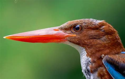 Rezultat imagine pentru Hoang Nguyen Urinary System