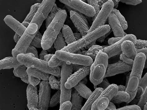 The Antibiotic That Came Back With a Stick | Suvro Ghosh