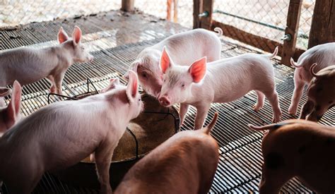 How To Look After Pigs: An Essential Guide For Beginners