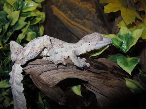 Leaf Tail Gecko - Twin Cities Reptiles