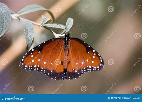 Queen Butterfly - Danaus Gilippus Stock Photo - Image of background, beautiful: 15766784