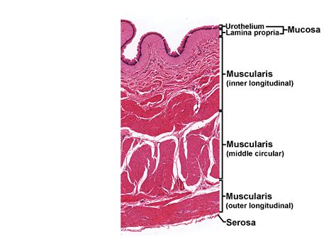 Bladder Layers | Histology Coloring Book