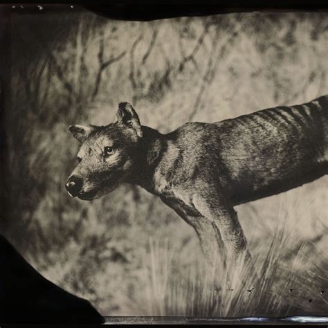 Tasmanian Wolf Sightings