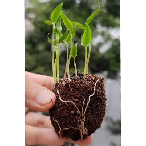 The Incredible Growth of Bell Peppers: How Long Does it Take?