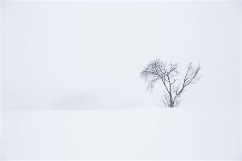 白茫茫的雪原高清图片下载-正版图片600272254-摄图网