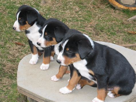Appenzeller sennenhund - Puppies, Rescue, Pictures, Information ...