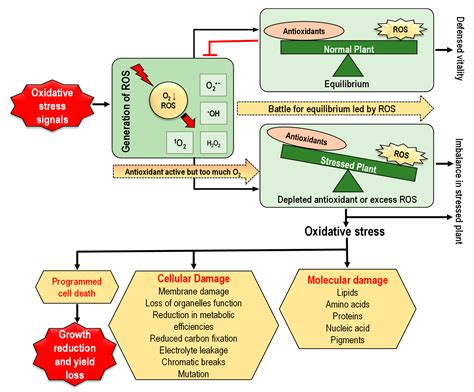 Reactive Oxygen Species and Antioxidant Defense in Plants under Abiotic Stress: Revisiting the ...