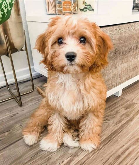 Top 7 Low Energy Hypoallergenic Dogs That Don't Shed! - We Love Doodles