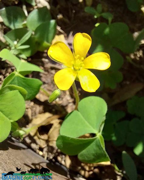 Creeping Woodsorrel – Imagine Our Florida, Inc