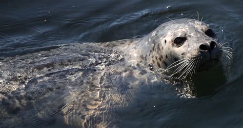 Status and trends for harbor seals in the Salish Sea | Encyclopedia of ...