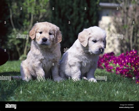 Garden, Golden retrievers, puppies, two, sit, garden, animals, mammals ...