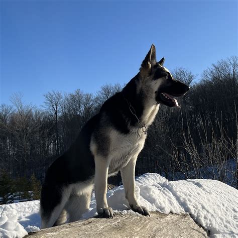 Blanka | RMD East-European Shepherds