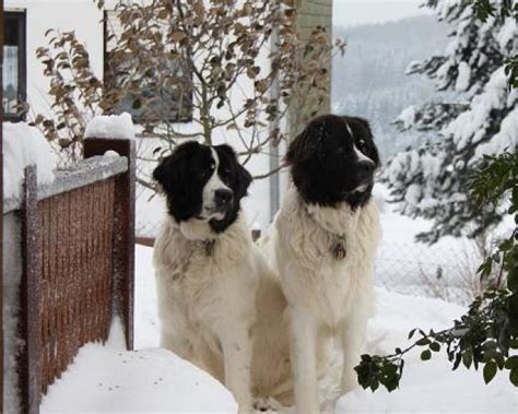 Rassehunde Landseer Kleinanzeigen | Rassehunde Landseer Annoncen ...
