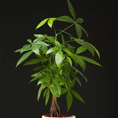 Money Tree Plant