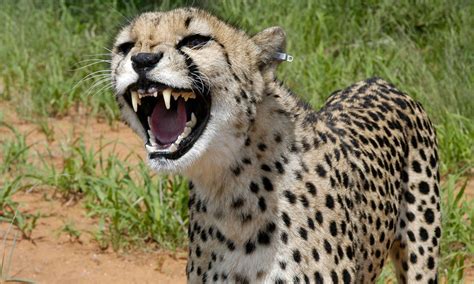 Image result for Trinket Enter a Name Code Python