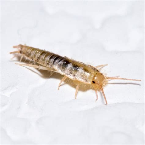 Silverfish In Bathroom Sink – Rispa