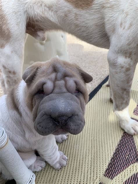 Chinese Shar Pei Puppies For Sale | Arlington, TX #317941