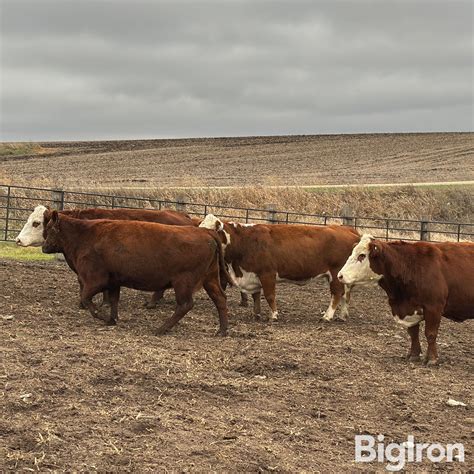 8) 7&8 YO Red Angus Cross Breds (BID PER HEAD) BigIron Auctions