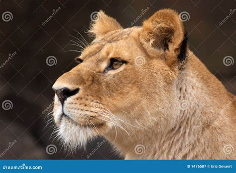 Portrait of a female lion stock image. Image of close - 1476587