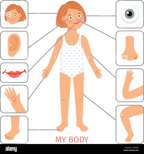 Body Parts Legs at Joshua Tyler blog