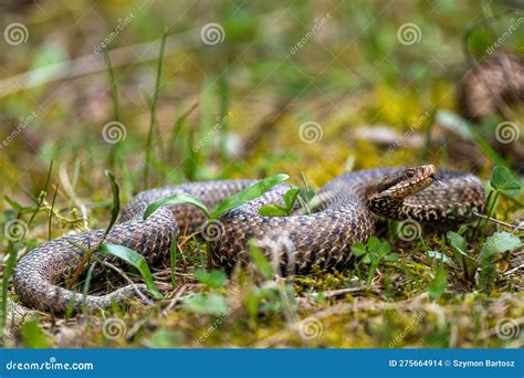 Common European Viper, Vipera Berus, Bieszczady Mountains, Carpathians ...