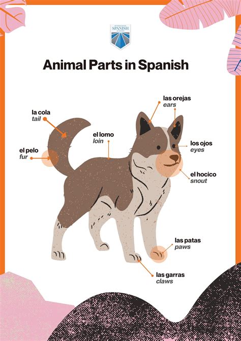 How to Go to The Veterinarian in Spanish