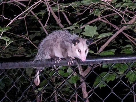 Do Possums ever live 6+ years in captivity : r/Possums