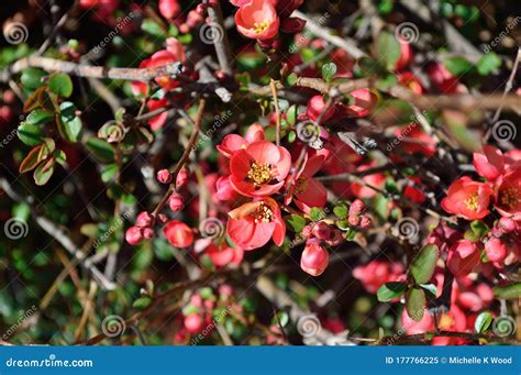 Flowering Quince Bush Red Flowers - Chinese Mu Gua - Chaenomelis ...