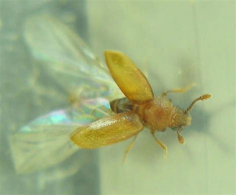 Image result for Microcrypticus Scriptum