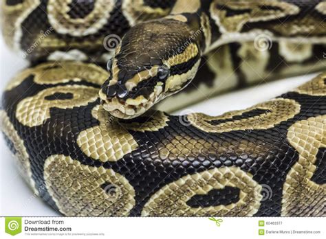 Normal Ball Python 的图像结果