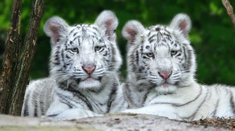 Baby White Tiger Wallpaper ·① WallpaperTag
