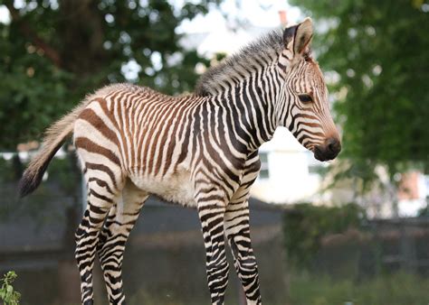 Bebe Zebra Marwell Zoo, Hampshire, Announces Birth Of 'gorgeous' New