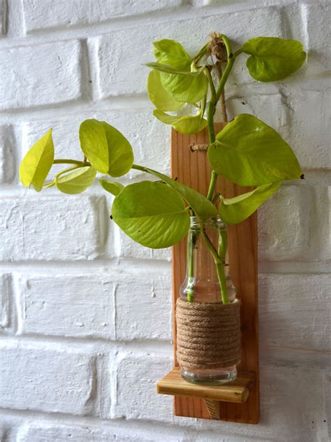 Money Plant in Wooden Wall Planter — Mudfingers