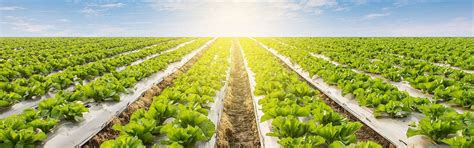 Open Field Solutions - Agriplast Tech India