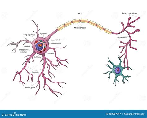 Brain Neuron 的图像结果