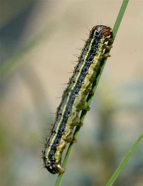 What Are Army Worms Used For at Astrid York blog
