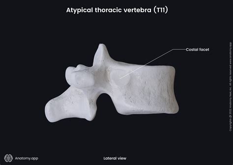 Thoracic vertebrae | Encyclopedia | Anatomy.app | Learn anatomy | 3D ...