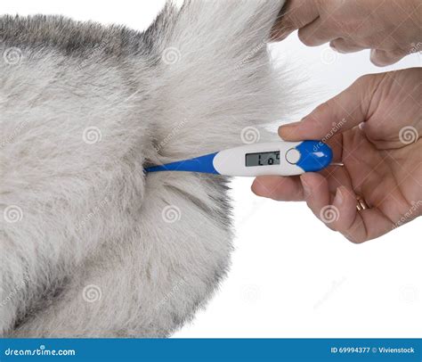 Can I Use A Human Rectal Thermometer On A Dog