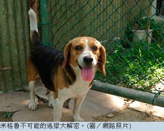 全球最丑的十大狗狗排名，中国竟然榜上有名